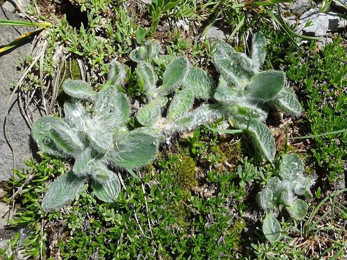 Hieracium mixtum (Asteraceae)